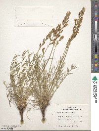 Oxytropis lambertii image