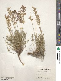 Oxytropis lambertii image