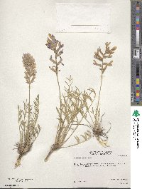 Oxytropis lambertii image