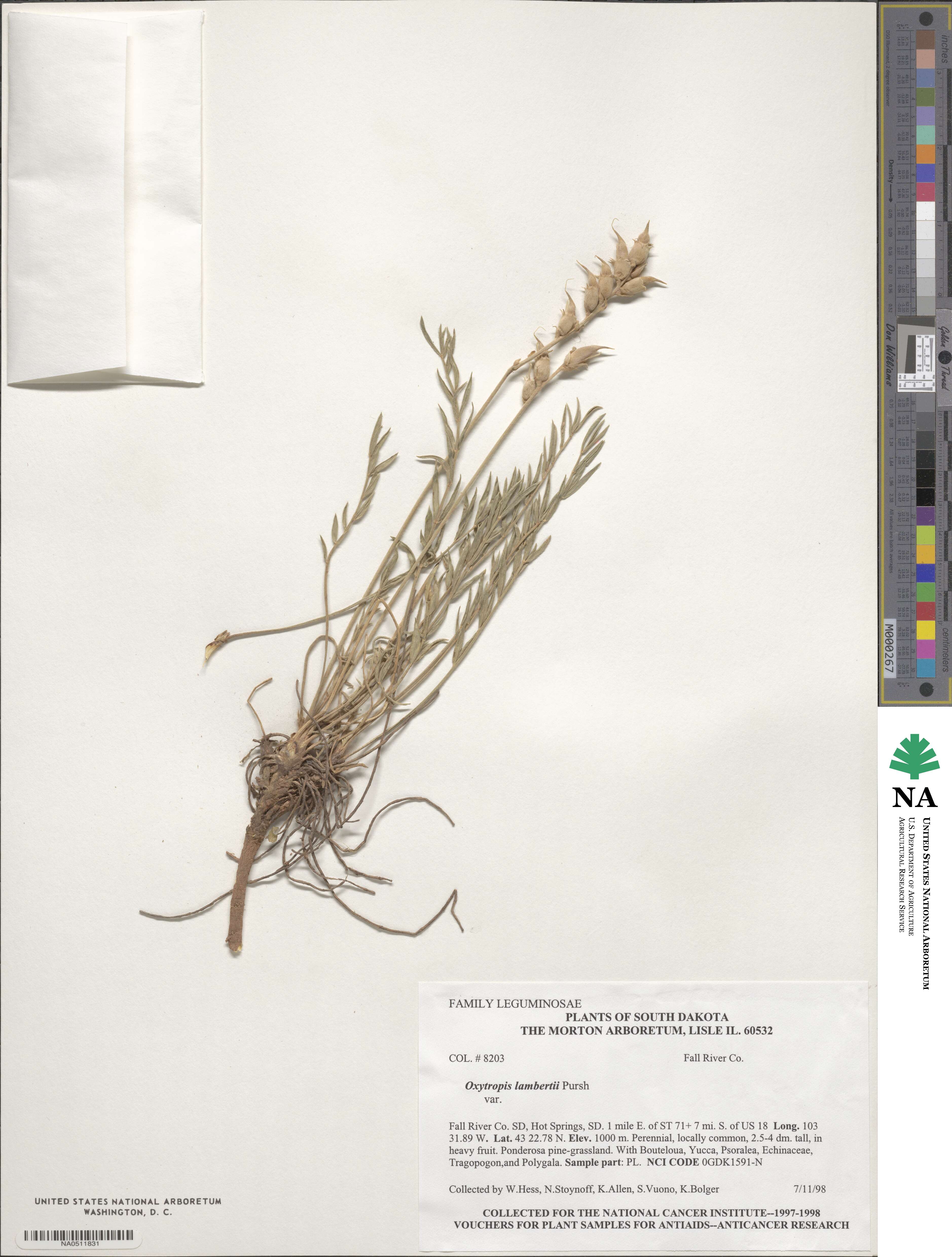 Oxytropis lambertii image