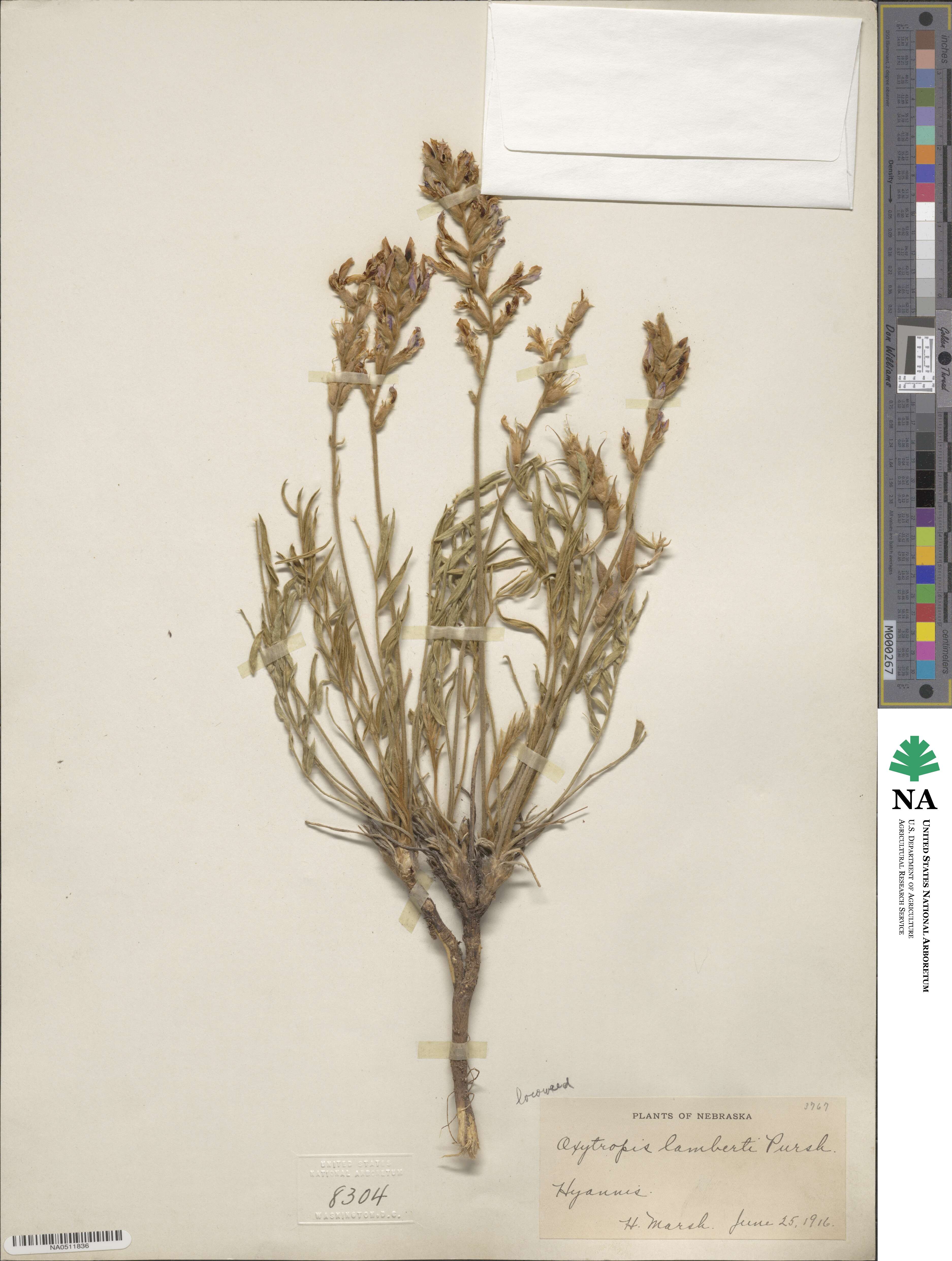Oxytropis lambertii image