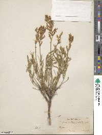 Oxytropis lambertii image