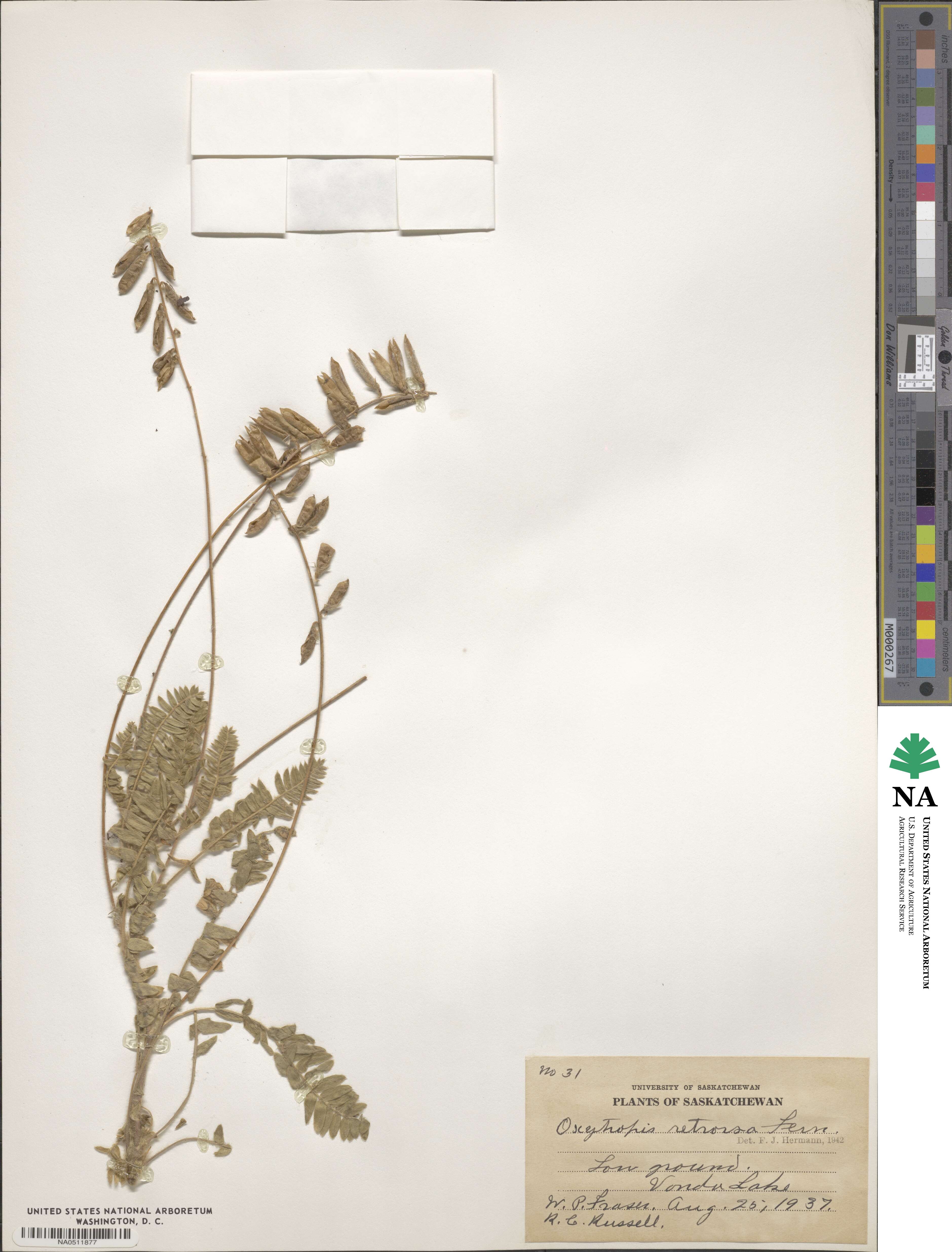 Oxytropis deflexa image