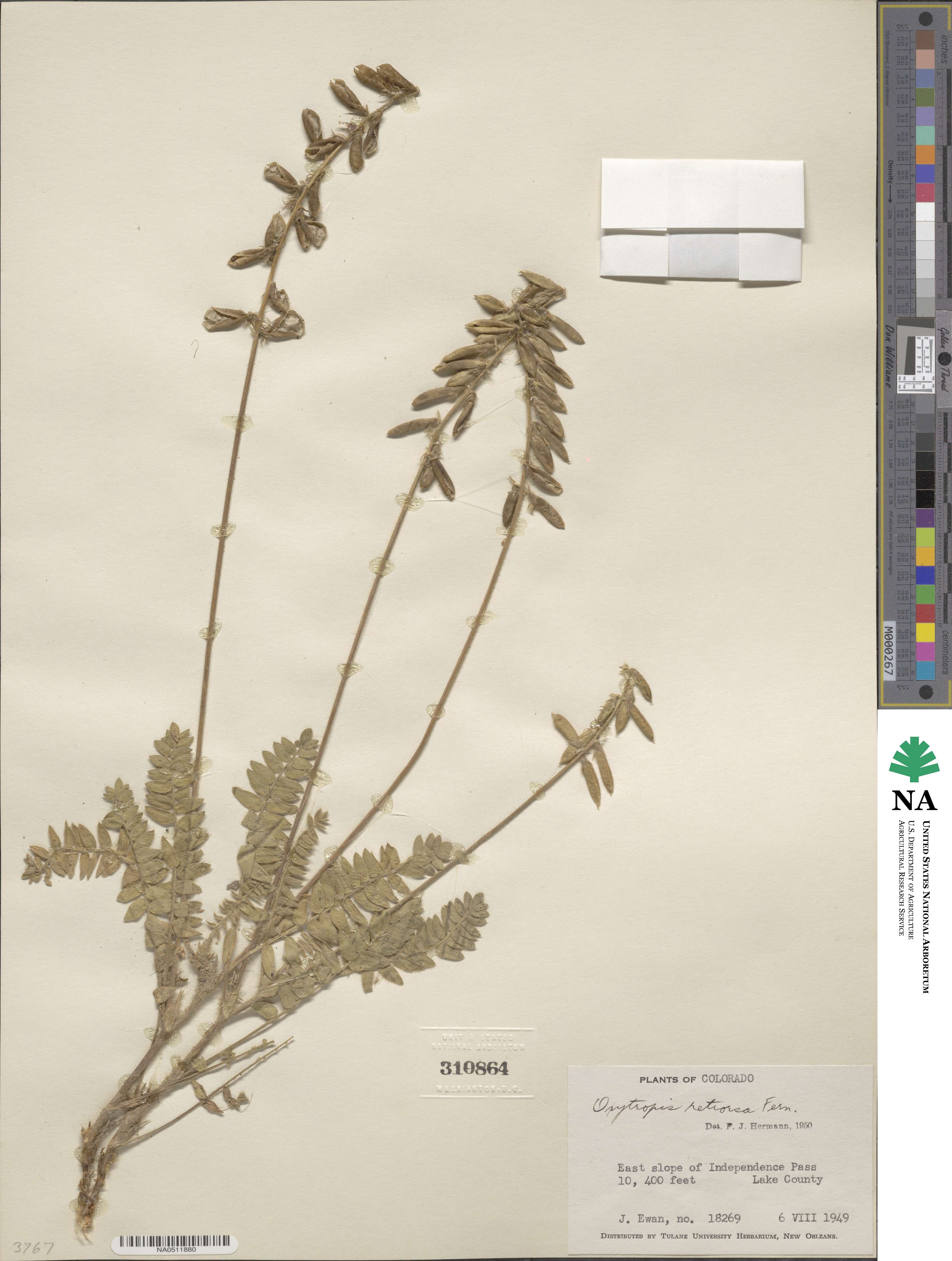 Oxytropis deflexa var. sericea image