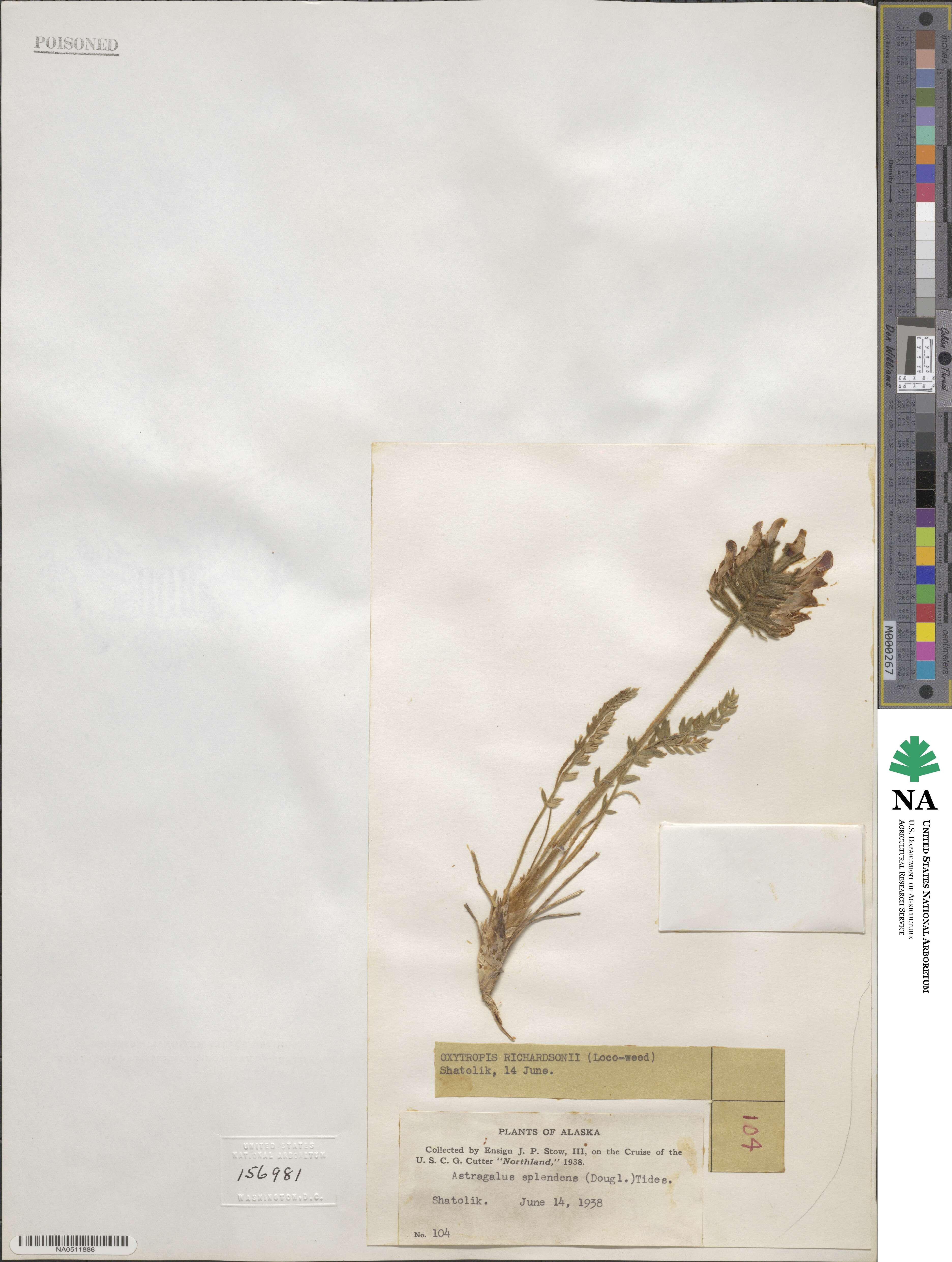 Oxytropis splendens image