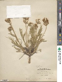 Oxytropis sericea image