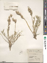 Oxytropis sericea image