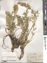 Oxytropis sericea image