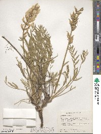 Oxytropis sericea image