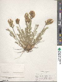 Oxytropis sericea image