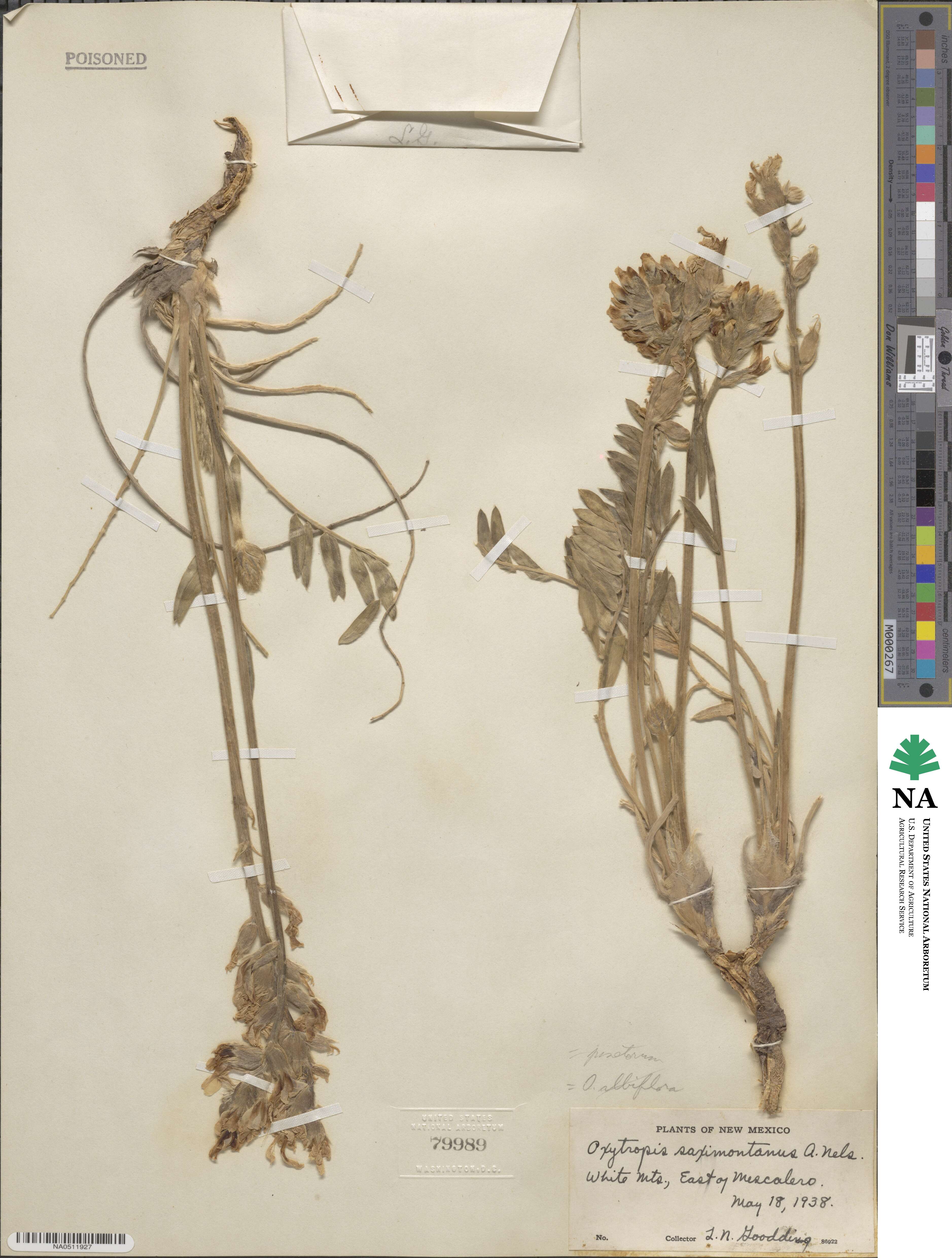 Oxytropis sericea image