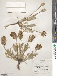 Oxytropis sericea var. sericea image