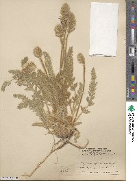 Oxytropis splendens image