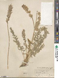 Oxytropis splendens image