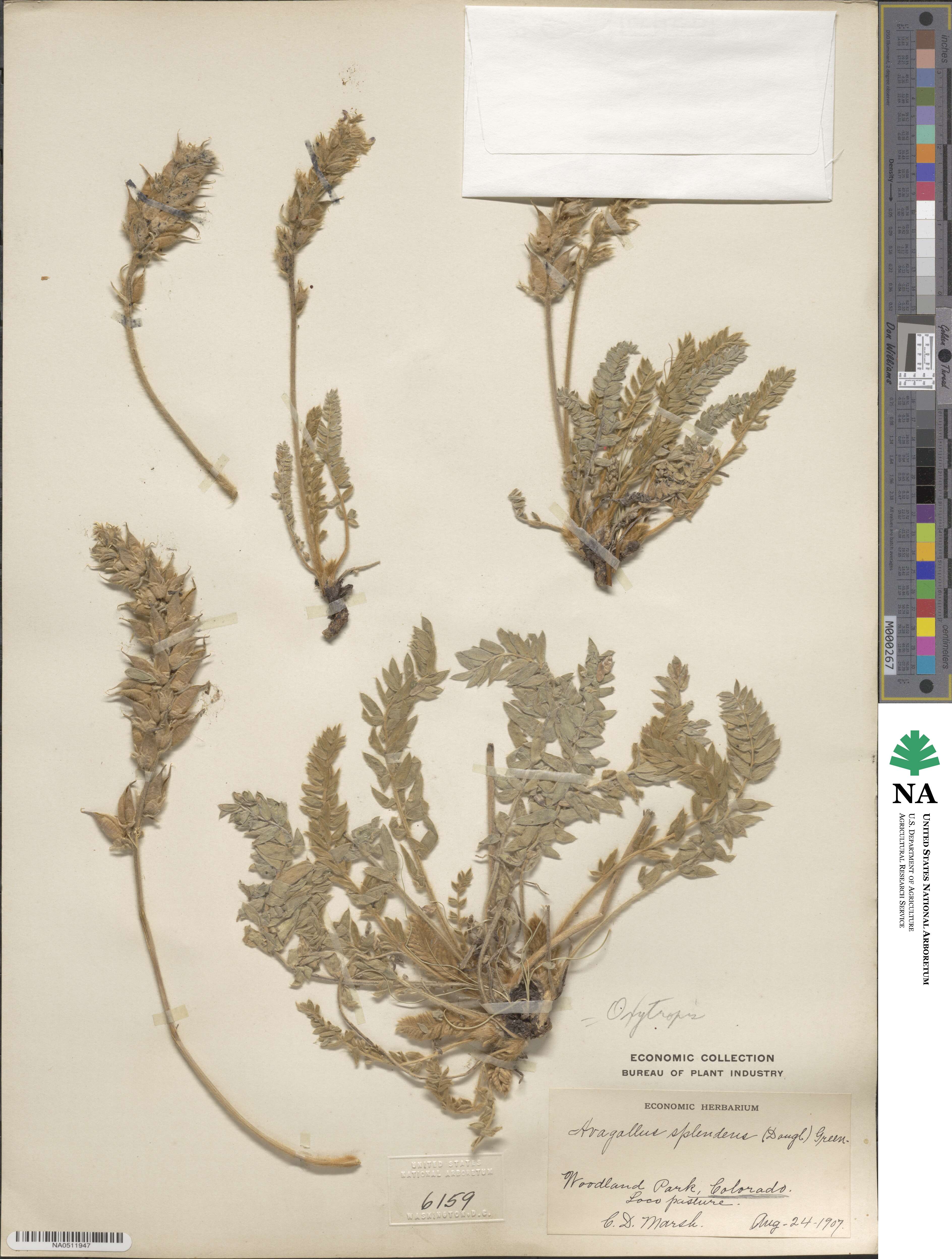 Oxytropis splendens image