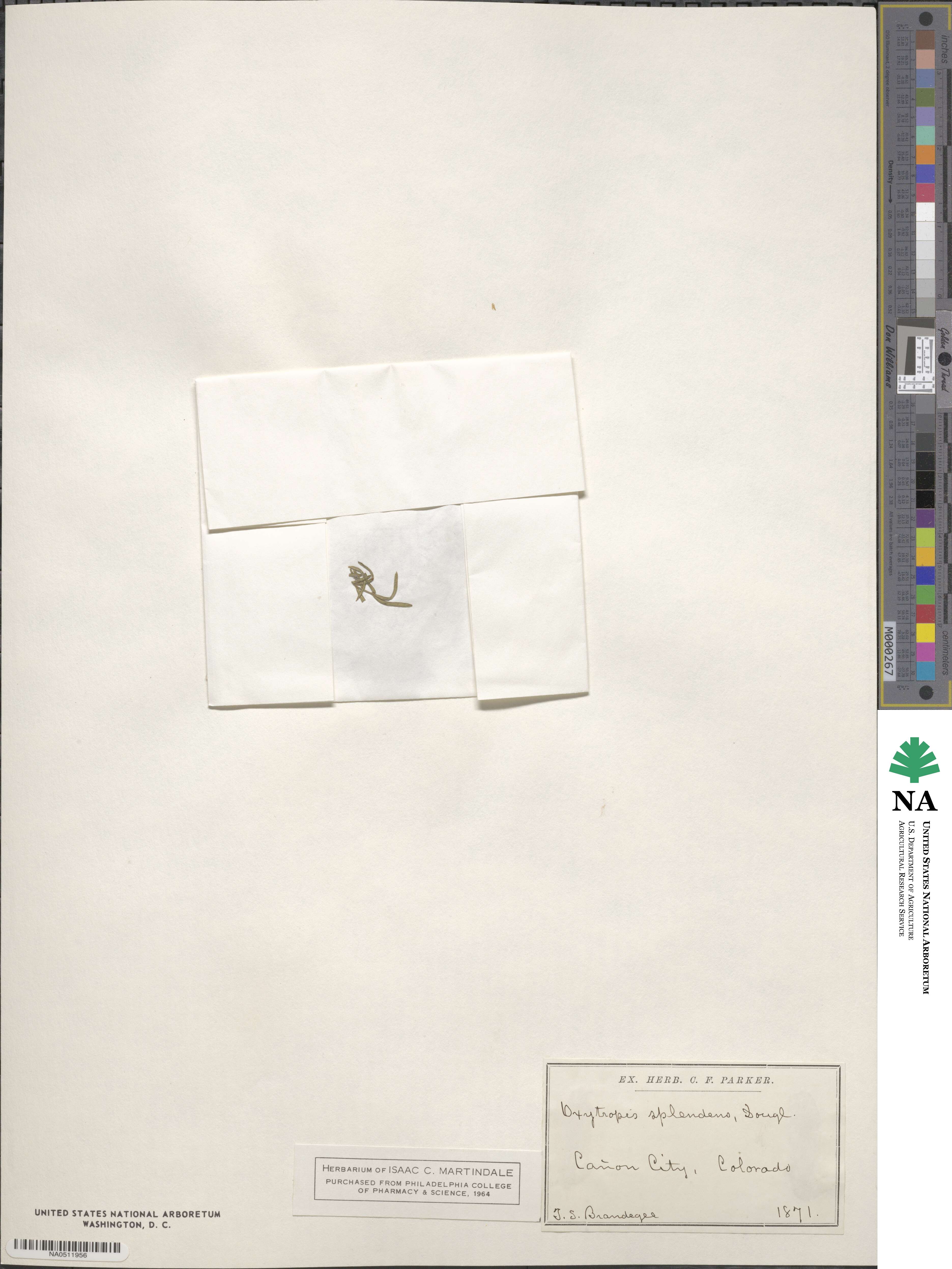 Oxytropis splendens image