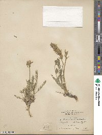 Oxytropis borealis var. viscida image