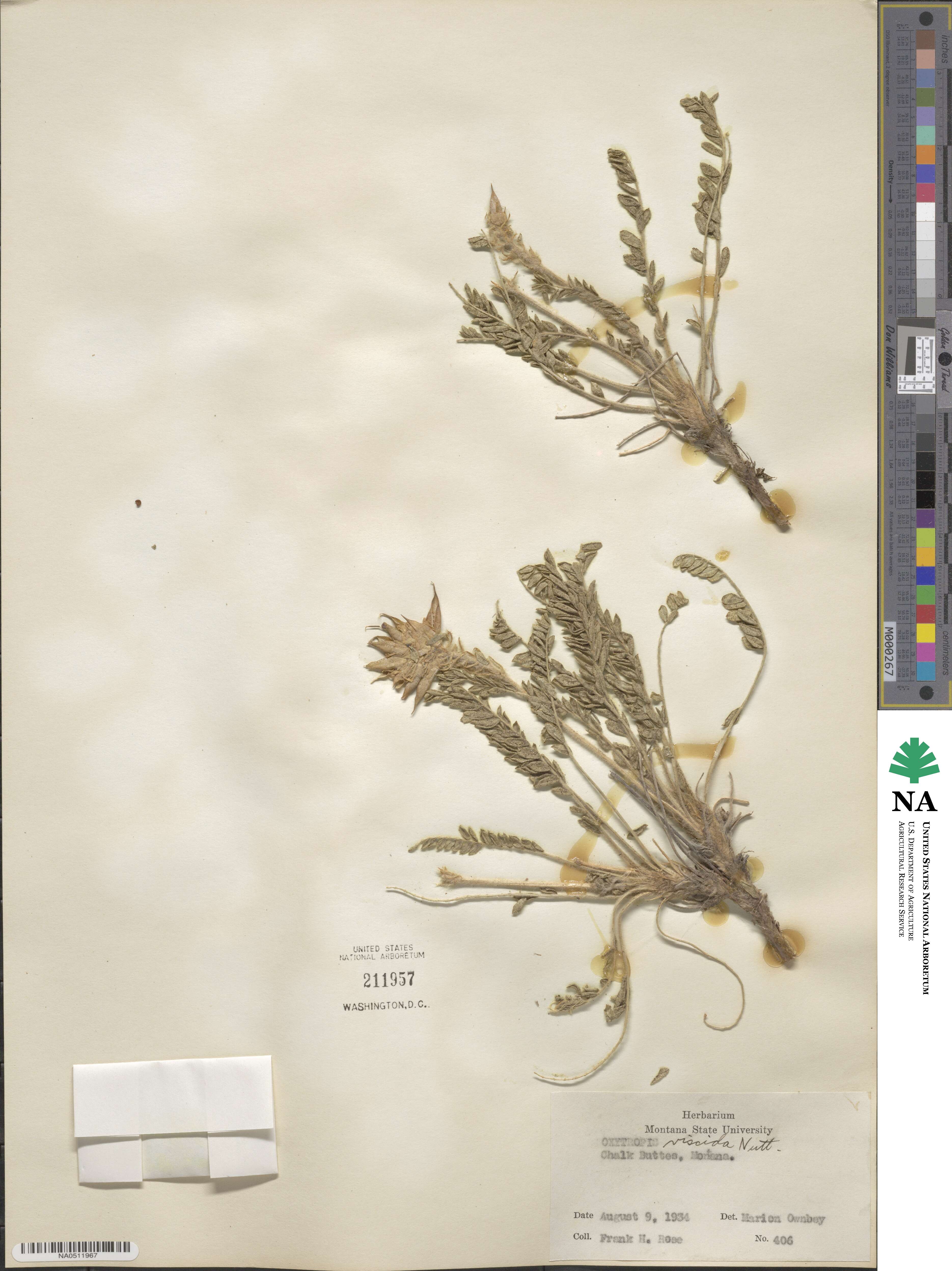 Oxytropis borealis var. viscida image