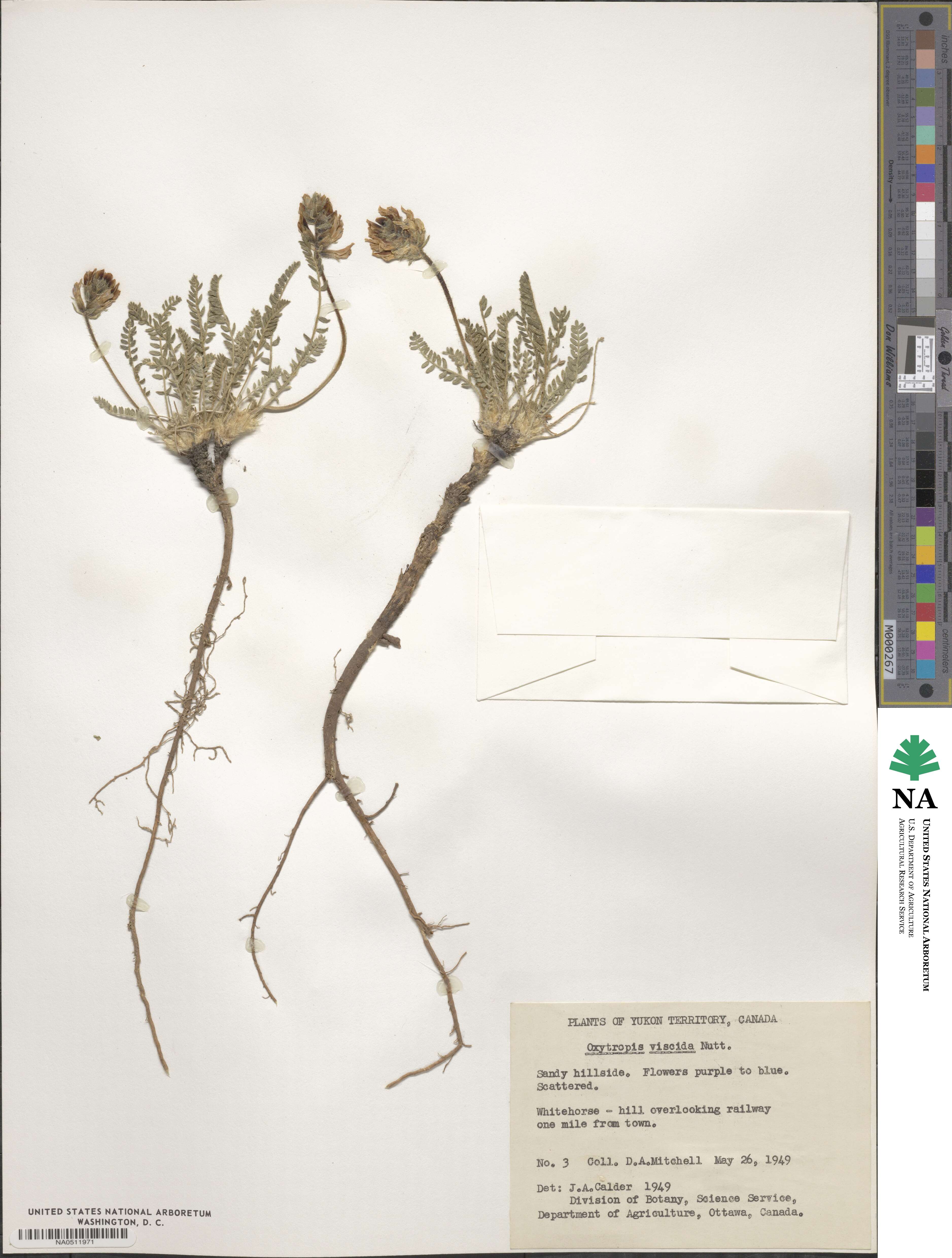 Oxytropis borealis image