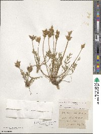 Oxytropis campestris image