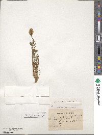 Oxytropis campestris image