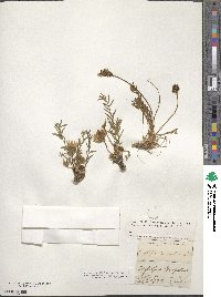 Oxytropis campestris image