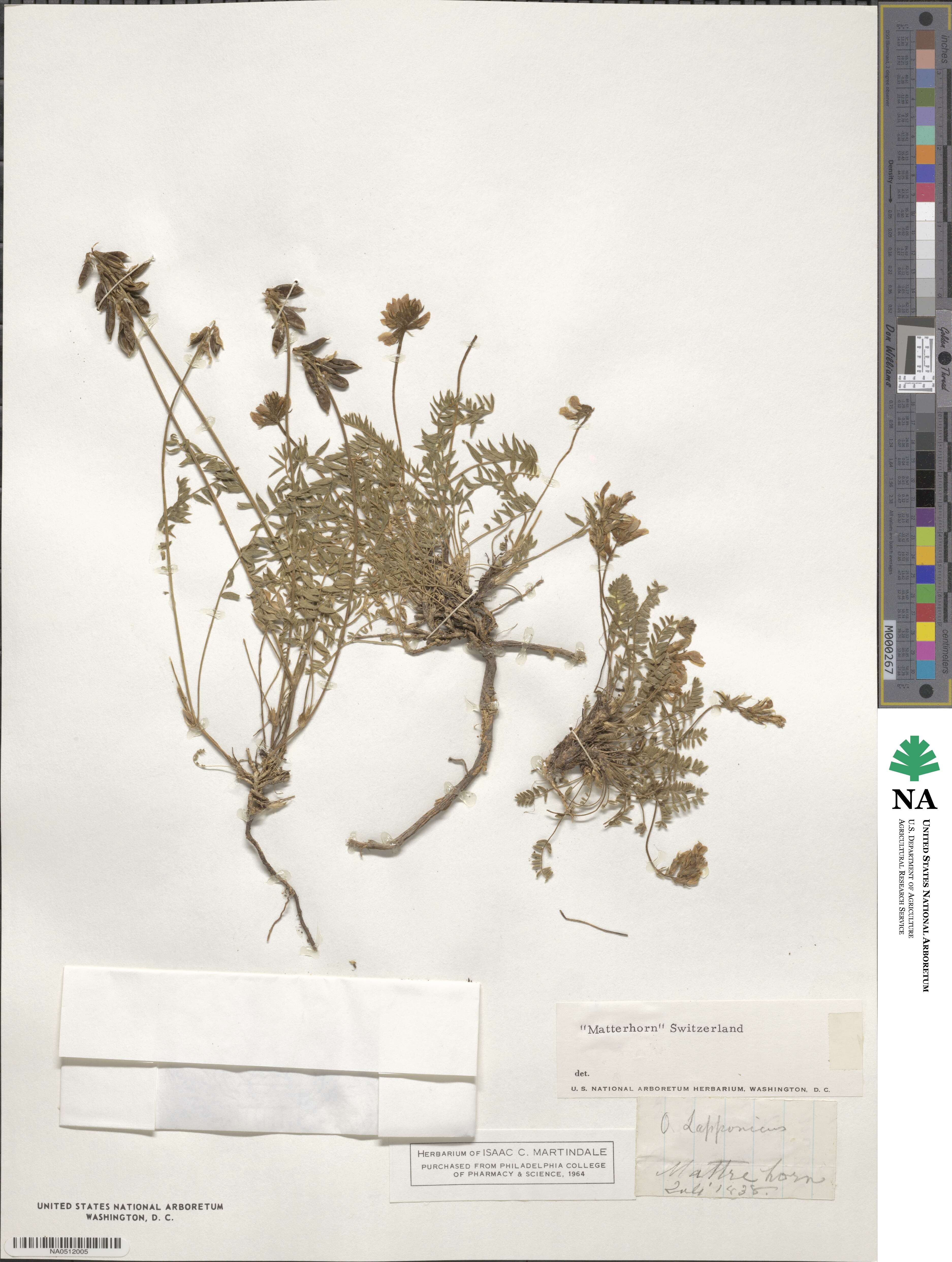 Oxytropis lapponica image
