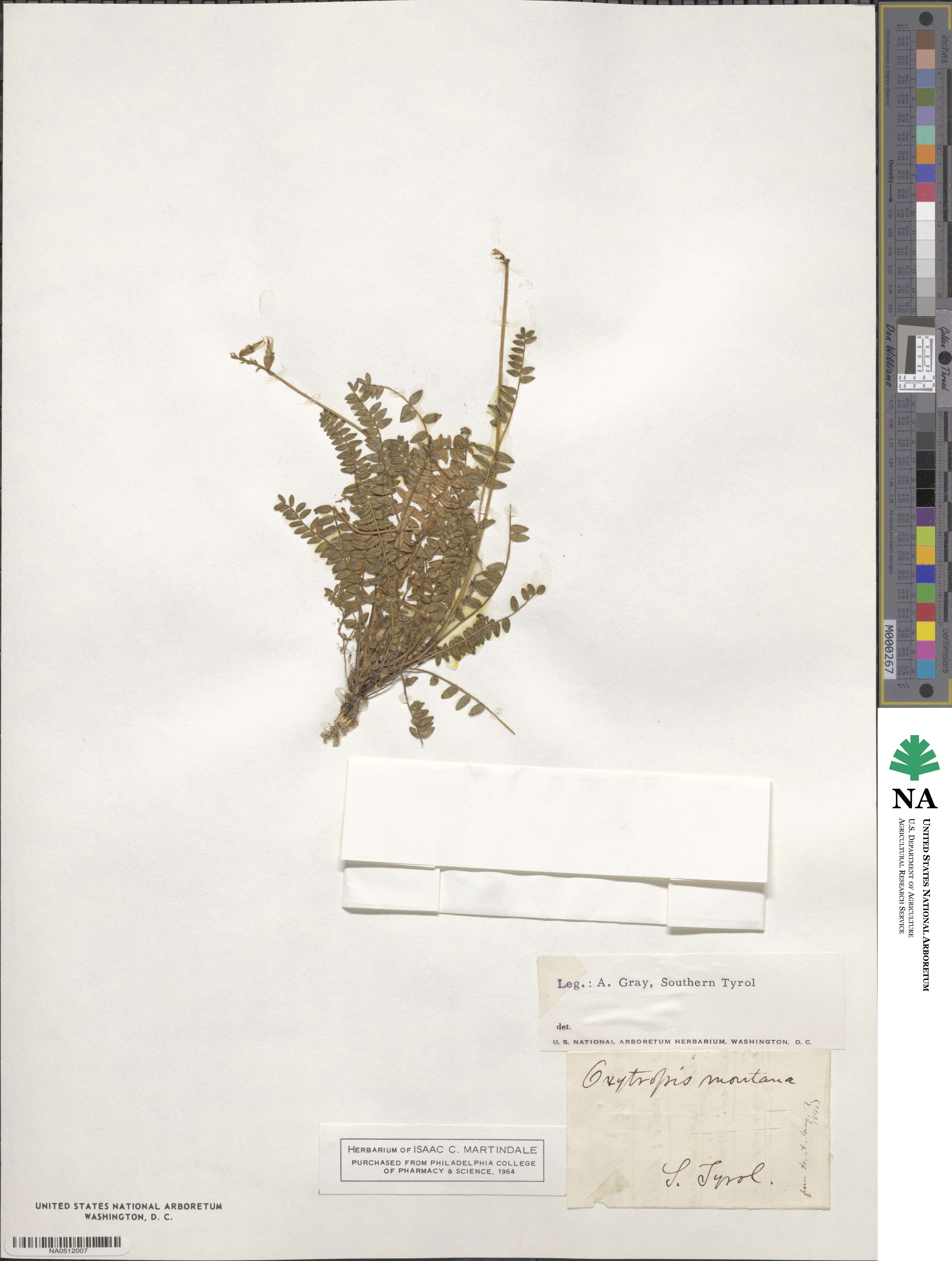 Oxytropis montana image