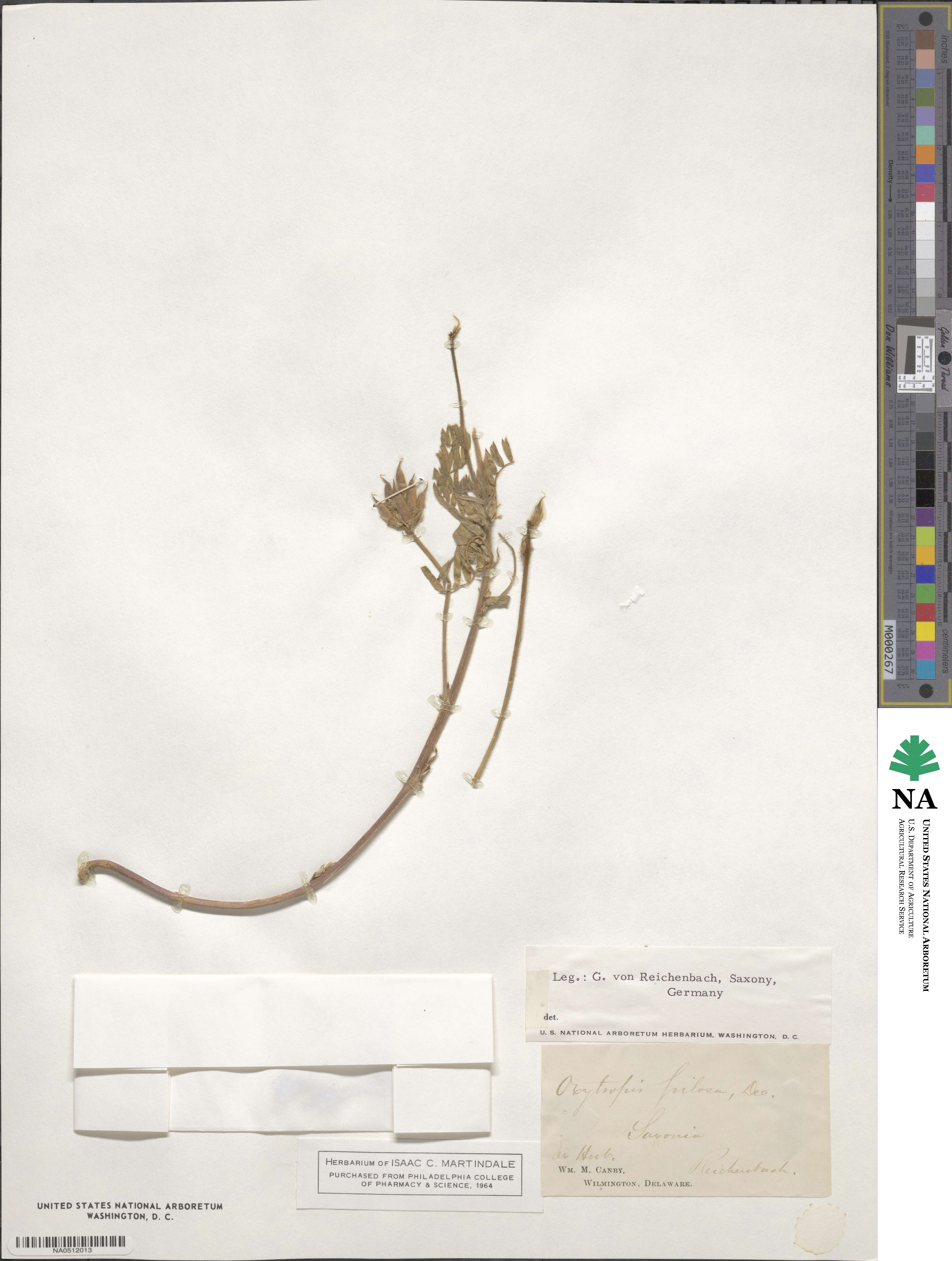 Oxytropis pilosa image