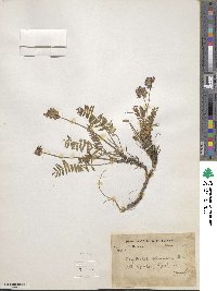 Image of Oxytropis glacialis