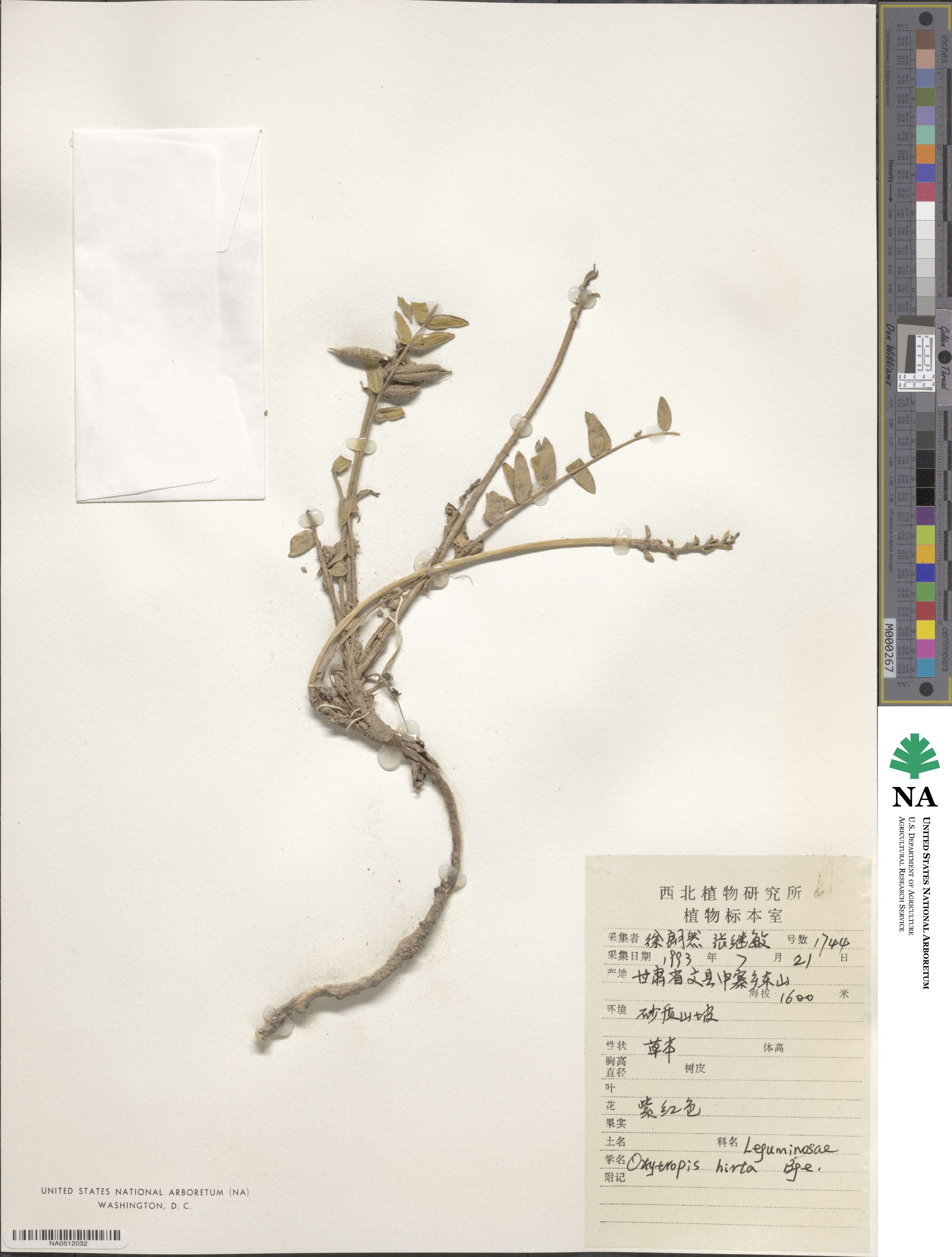 Oxytropis hirta image