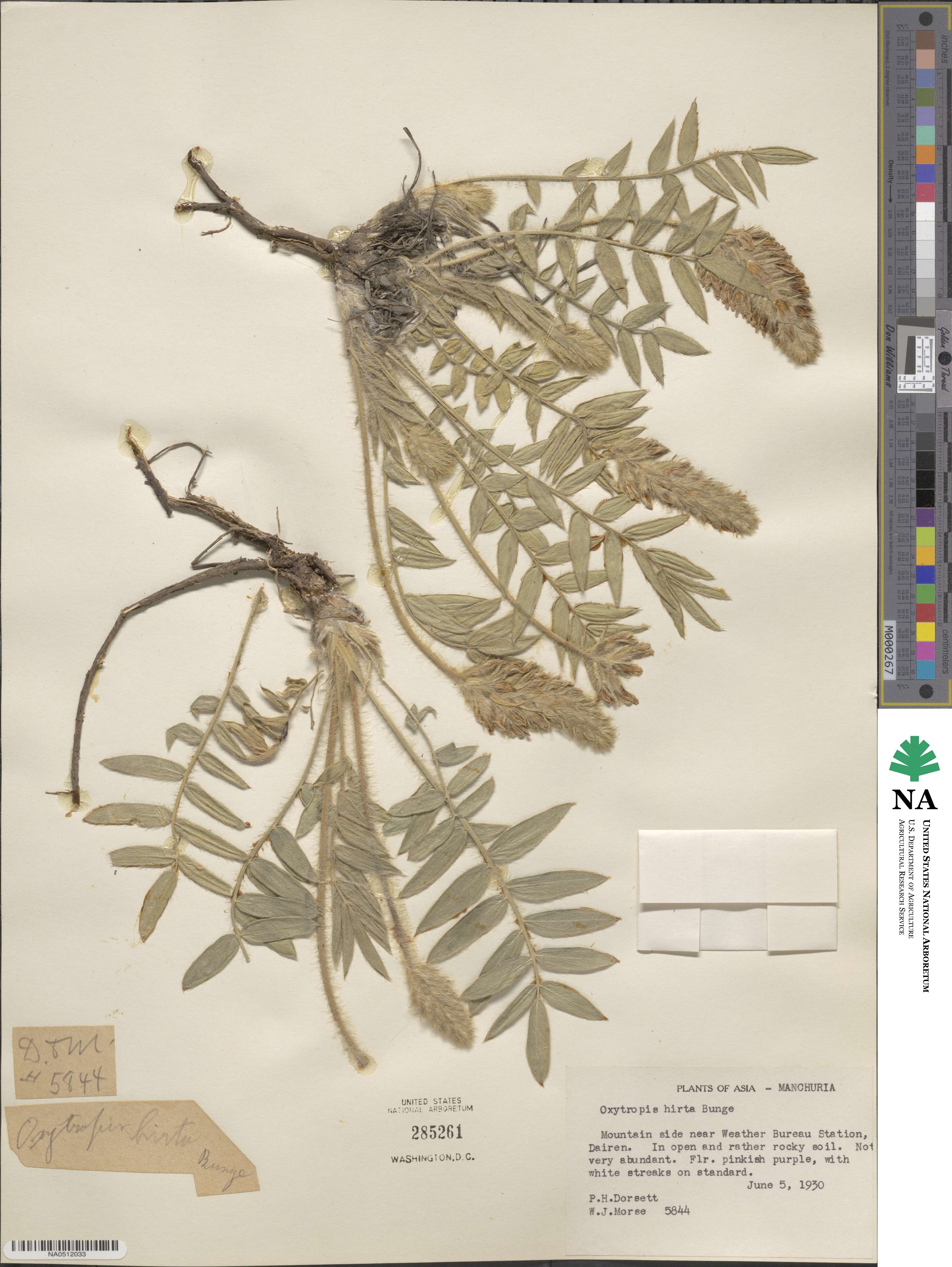 Oxytropis hirta image