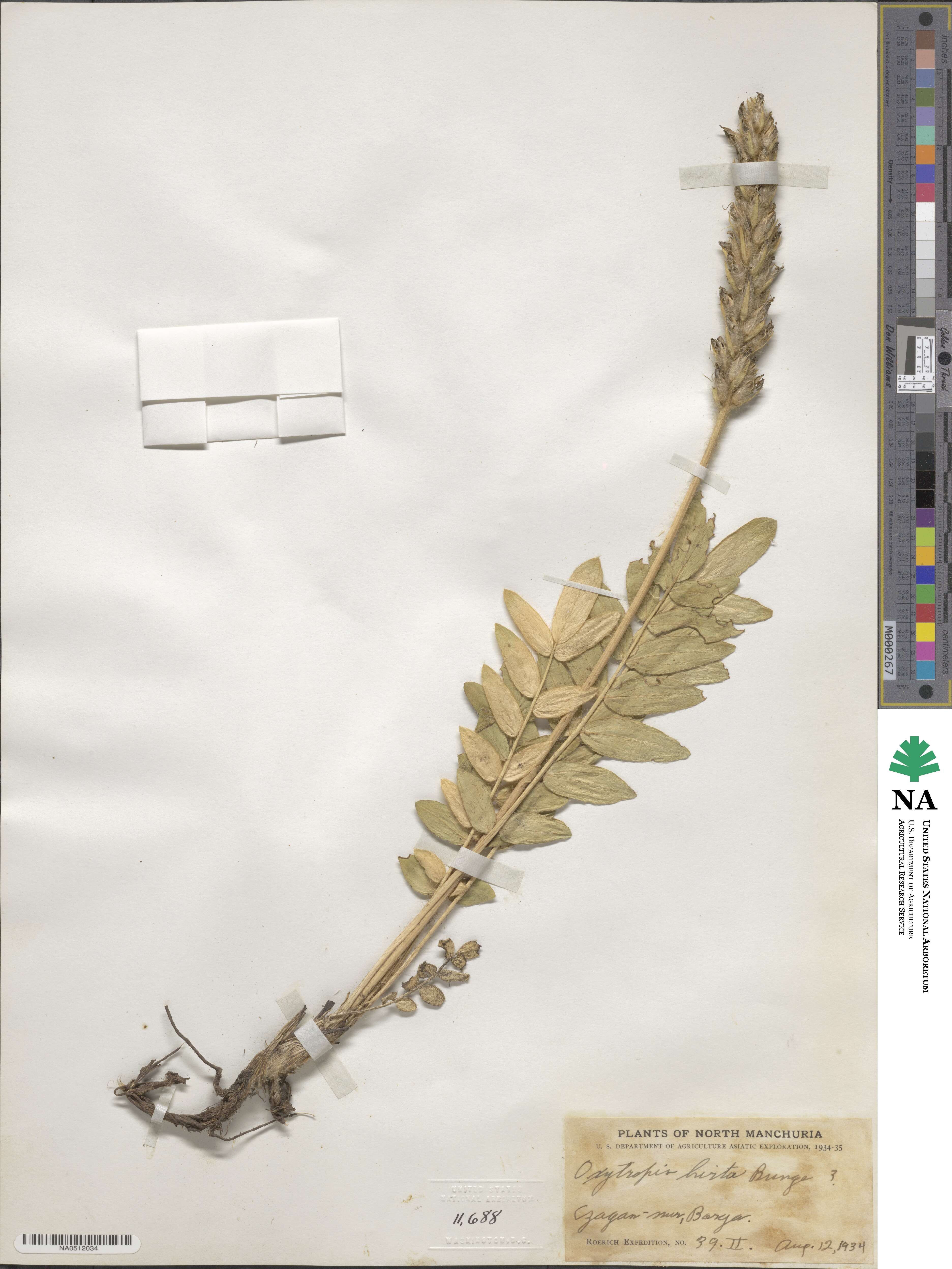 Oxytropis hirta image