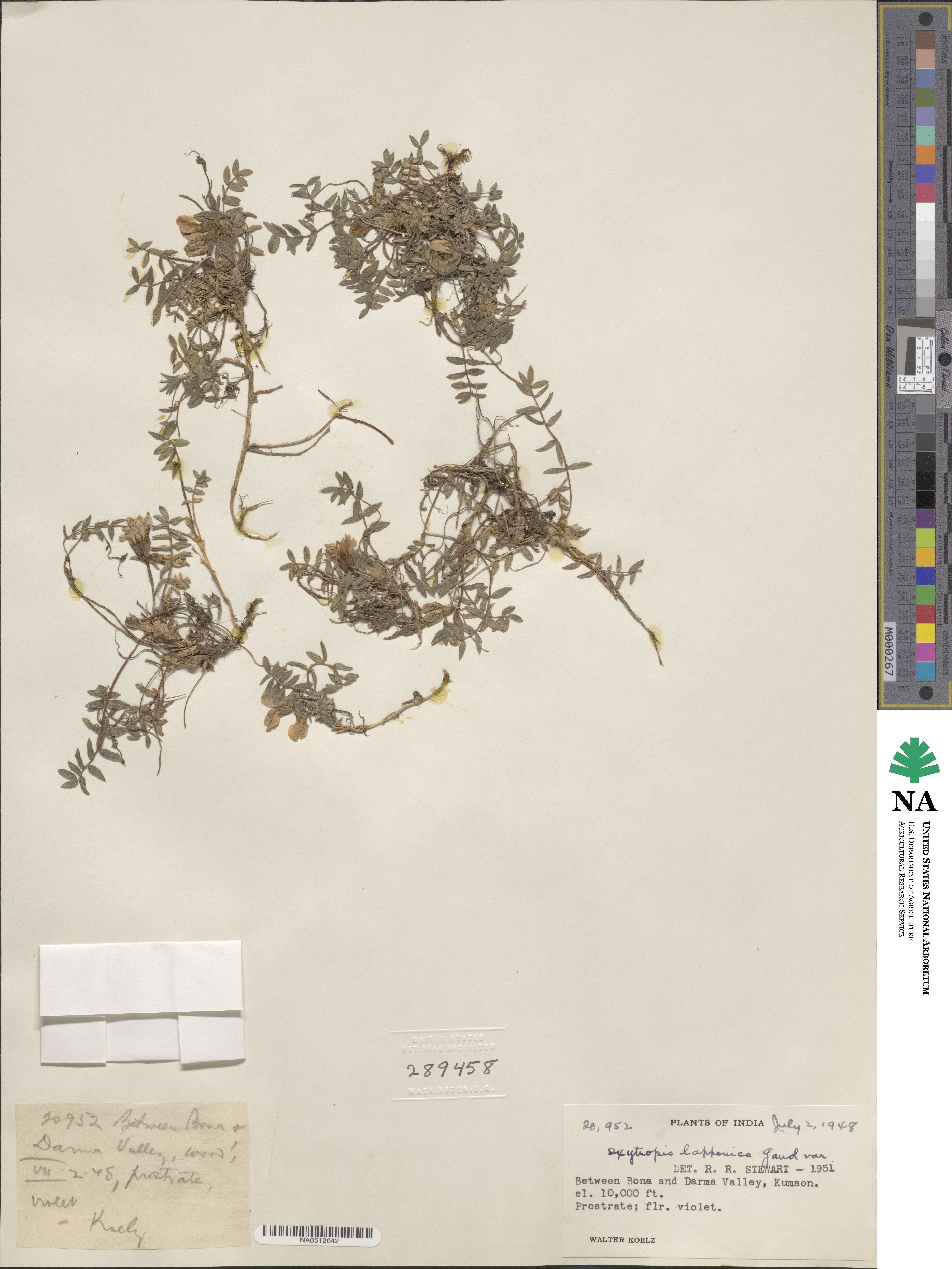 Oxytropis image