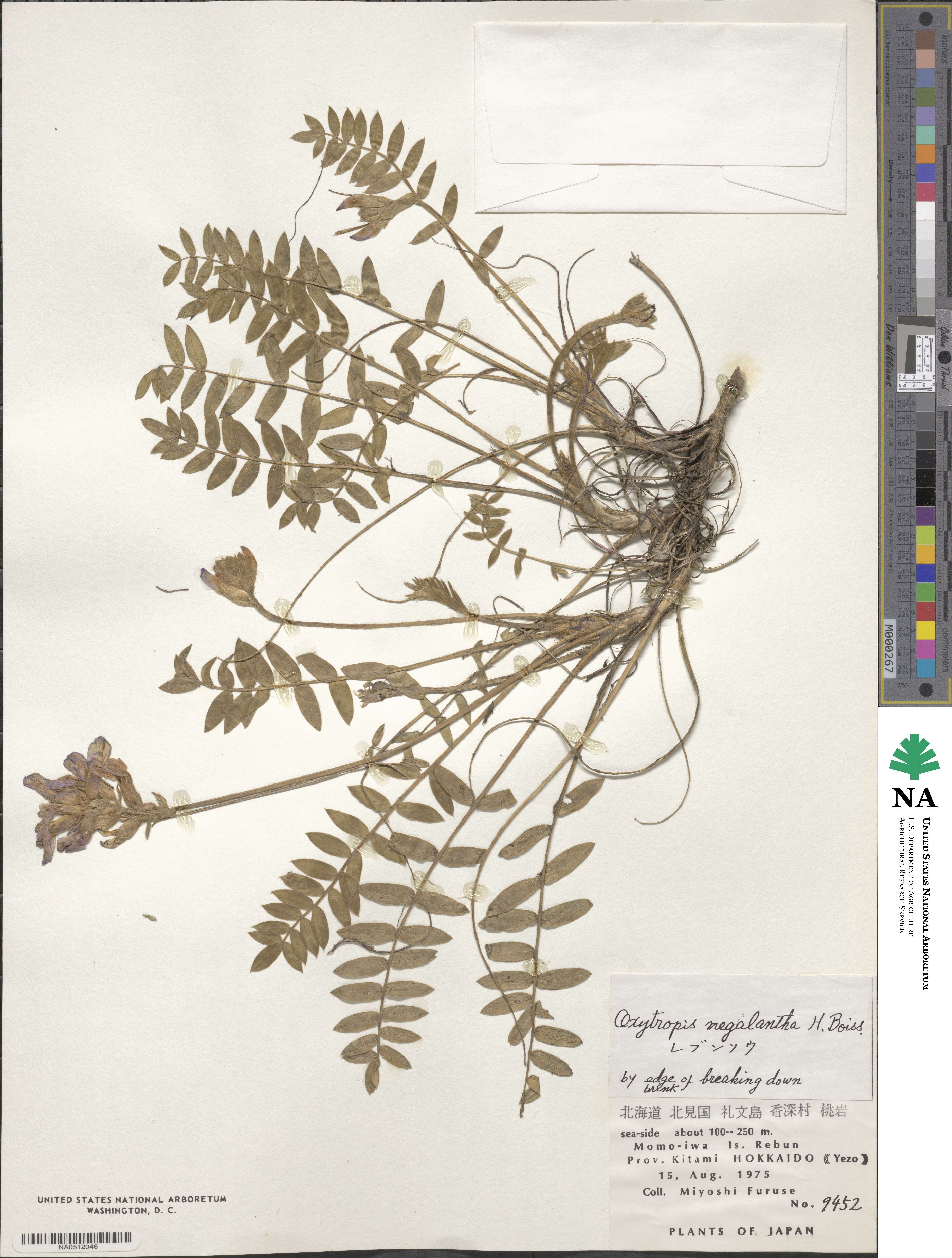 Oxytropis megalantha image