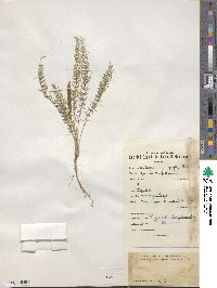 Image of Oxytropis myriophylla