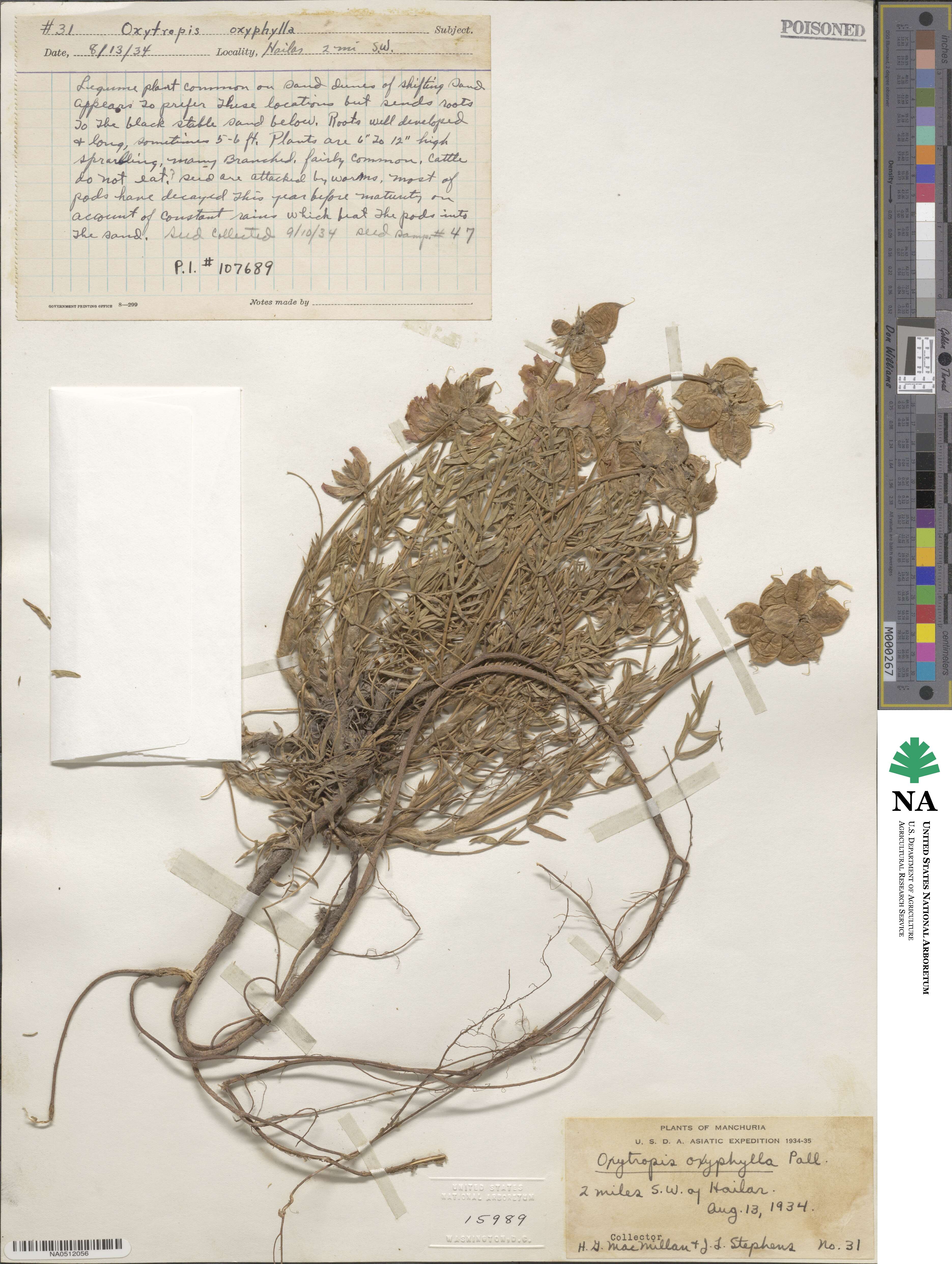 Oxytropis oxyphylla image