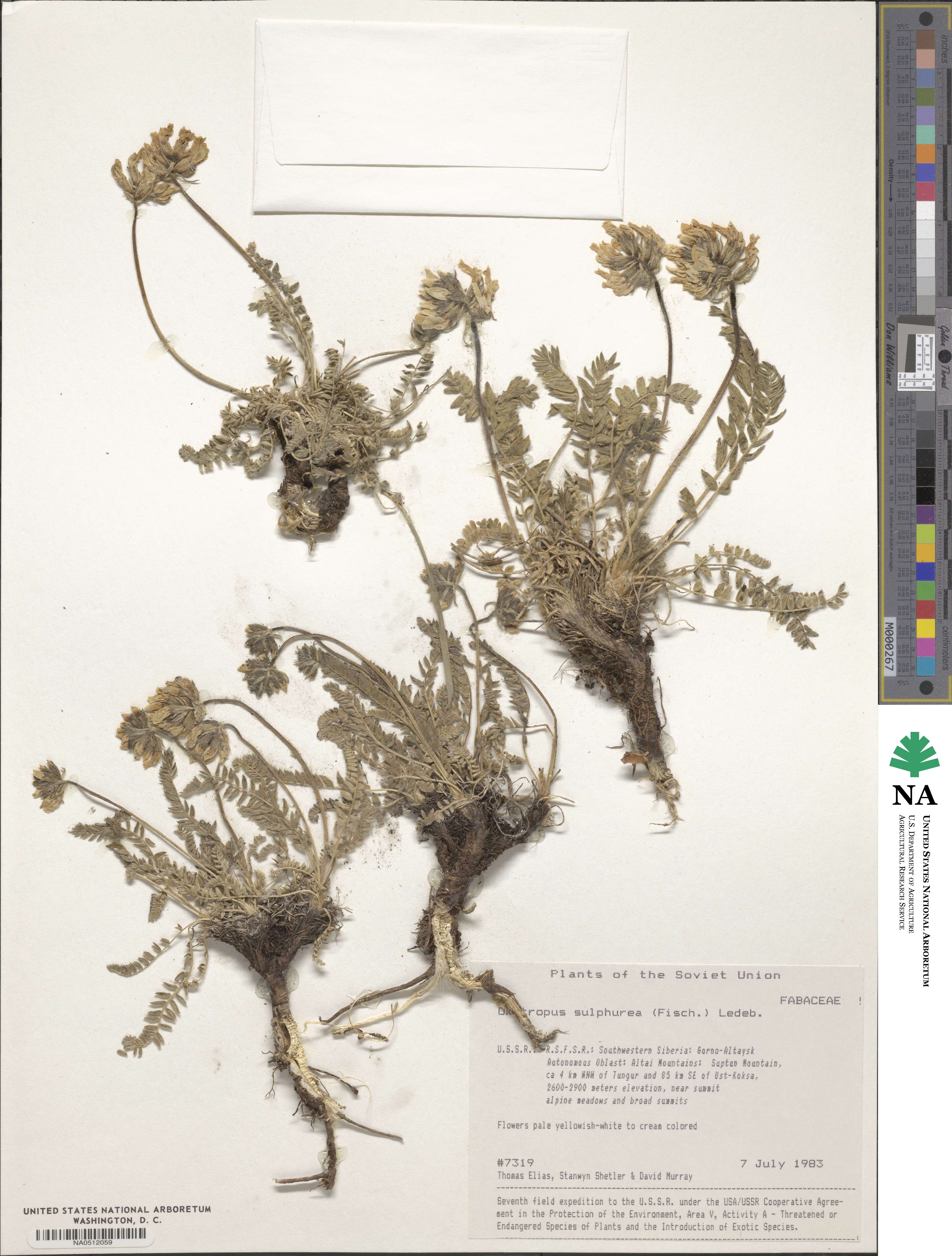 Oxytropis sulphurea image