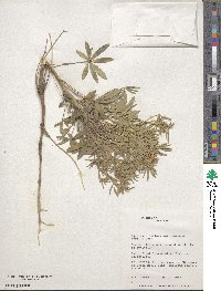 Oxytropis deflexa var. sericea image