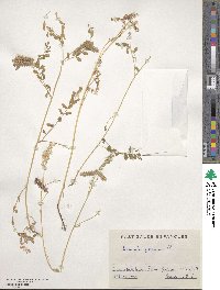 Biserrula pelecinus image