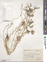 Biserrula pelecinus image