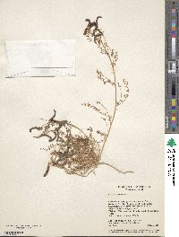 Biserrula pelecinus image