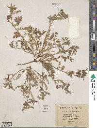 Biserrula pelecinus image