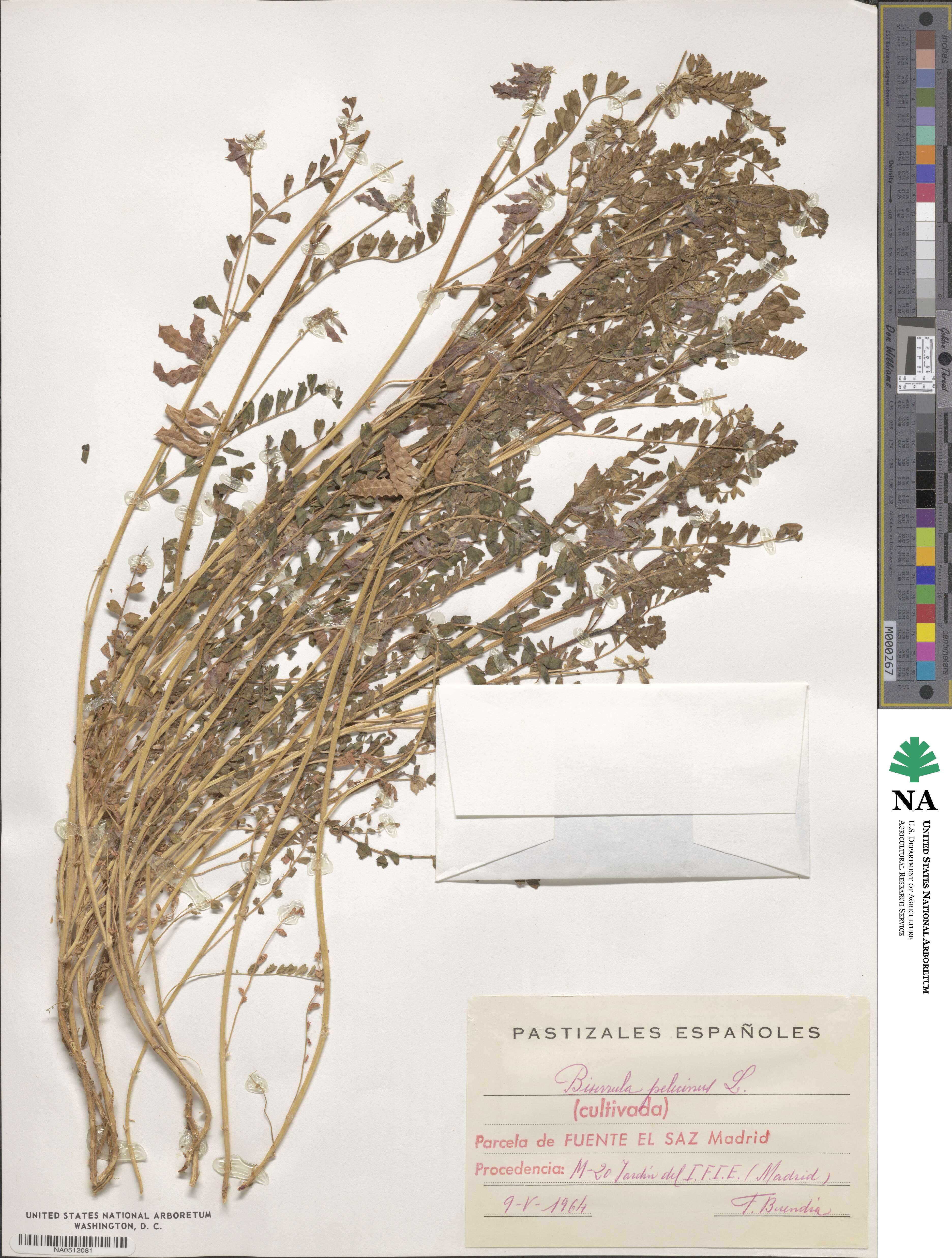 Biserrula pelecinus image