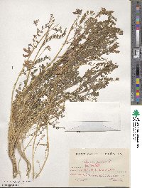 Biserrula pelecinus image