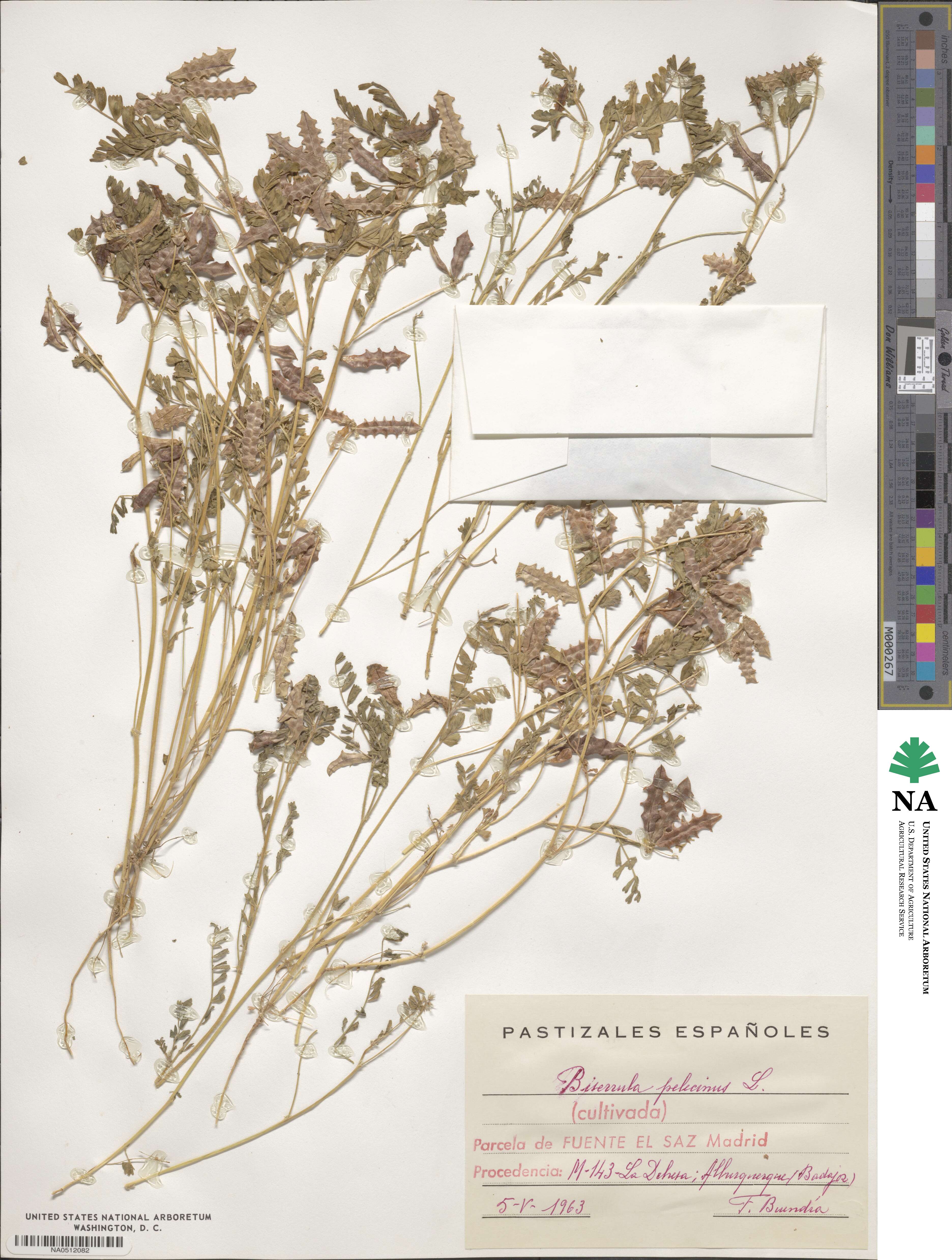 Biserrula pelecinus image