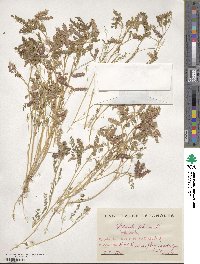 Biserrula pelecinus image