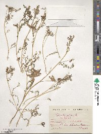 Biserrula pelecinus image