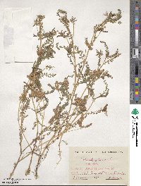 Biserrula pelecinus image