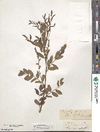 Glycyrrhiza glabra image